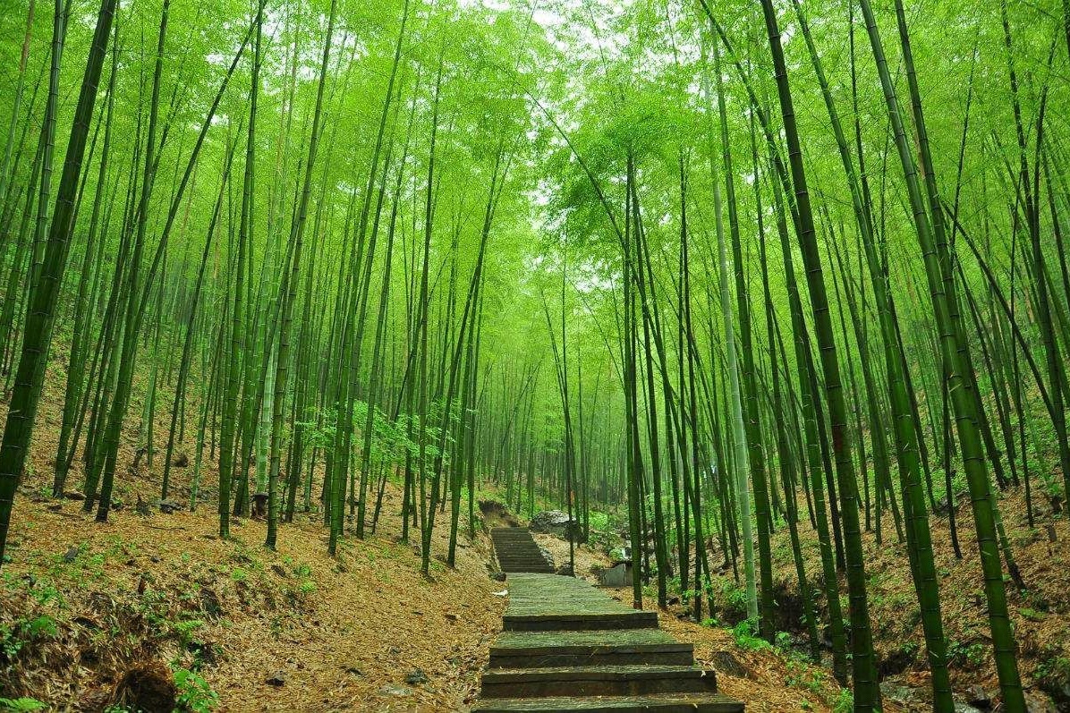 Tianmu Lake South Mountain Bamboo Sea Scenic Area